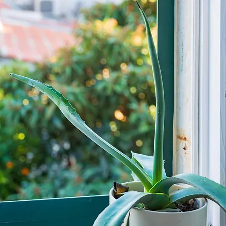 아파트 Ora, On The Sea.